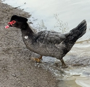 Vând 3 rățoi lesesti tineri colorati - imagine 3