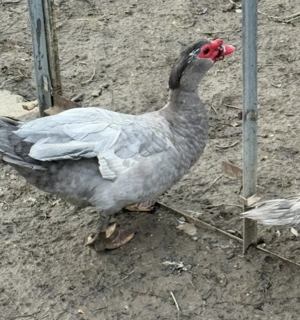 Vând 3 rățoi lesesti tineri colorati - imagine 5