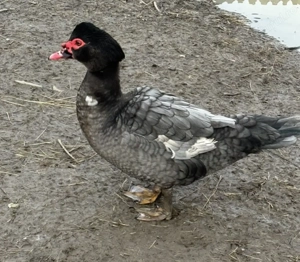 Vând 3 rățoi lesesti tineri colorati - imagine 4