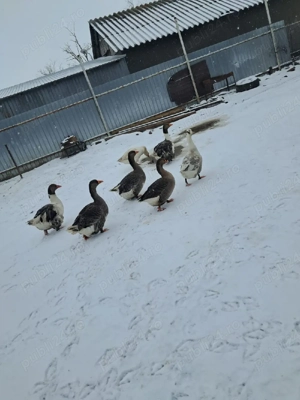 vand gâște si rate - imagine 2