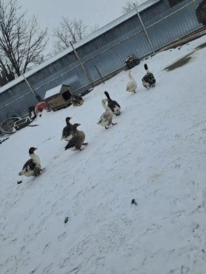 vand gâște si rate - imagine 3