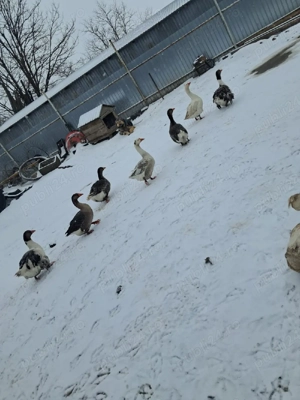 vand gâște si rate - imagine 5