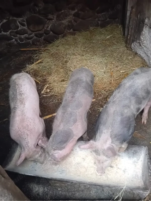 Grasuni Pietran - imagine 2