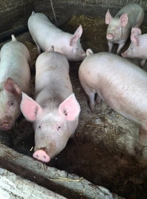 Șoldani rasa Marele Alb 