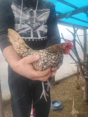 Trei cocoșei Sebrighet  - imagine 2