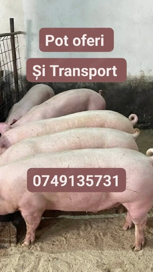 Porci rasă de Carne crescuți cu porumb 8 lei.kg