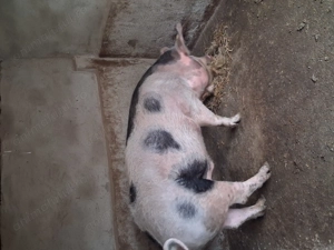 Porc de carne    - imagine 2