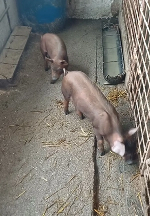 Scrofițe duroc  - imagine 5