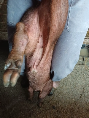 Scrofițe duroc  - imagine 2