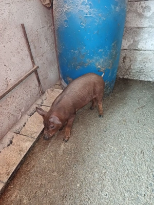 Scrofițe duroc  - imagine 4