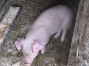 cauta alta casa rasa landras