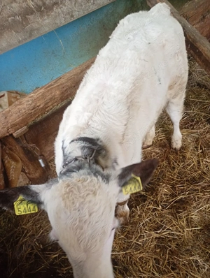 vând tăuraș  - imagine 2