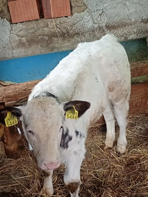 vând tăuraș  - imagine 4