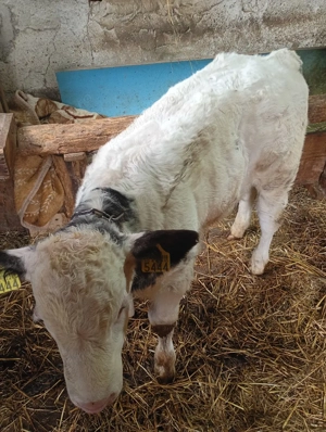 vând tăuraș  - imagine 3