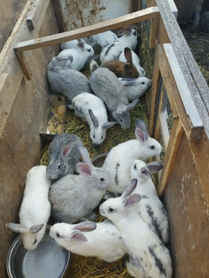 Iepuri de curte. - imagine 2