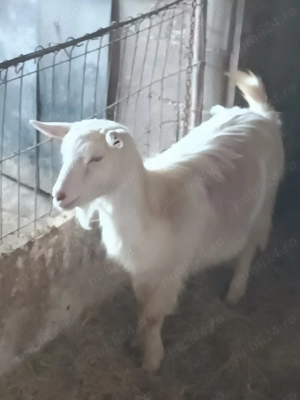 ieada de anu trecut mai     350 - imagine 2