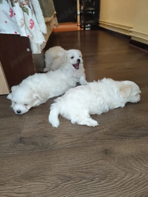 vand Bichon  - imagine 3
