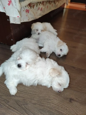 vand Bichon  - imagine 2