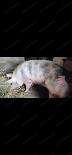 Purcea Pietrain de sacrificat 250-280 kg - imagine 5