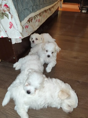 vand Bichon 