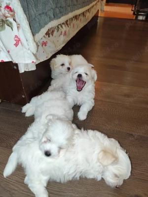 vand Bichon  - imagine 4