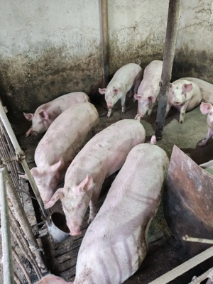 vind soldani - imagine 3