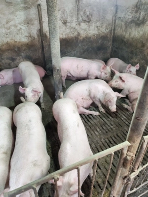 vind soldani - imagine 4