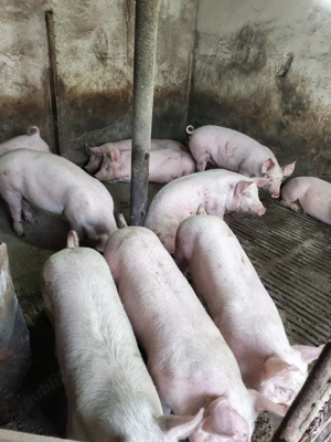 vind soldani - imagine 5