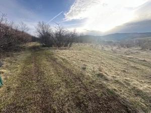 Teren Maderat Pancota Jud Arad - imagine 2