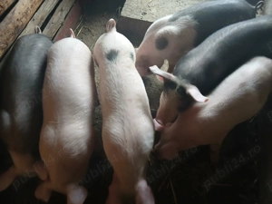 Purcei de vânzare Marele Alb+Bazna