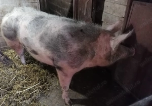 Purcea de carne 250-280kg