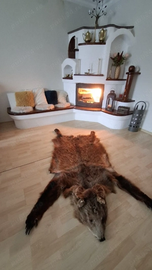 blana de urs tabacita