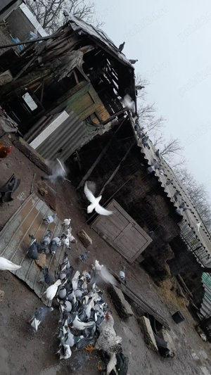 Porumbei de vanzare - imagine 4