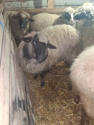 De vănzare - imagine 3