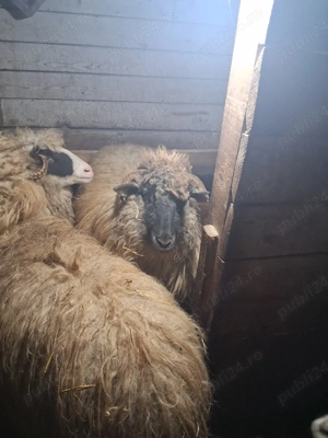 De vănzare - imagine 2