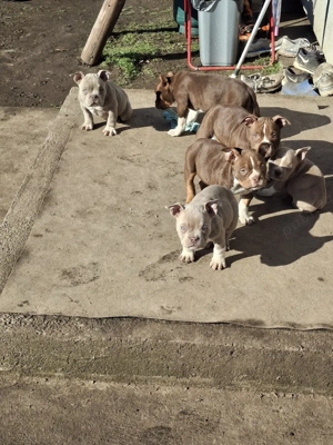 catei american bulli poket cu aplicatia abkc detali in privat - imagine 4