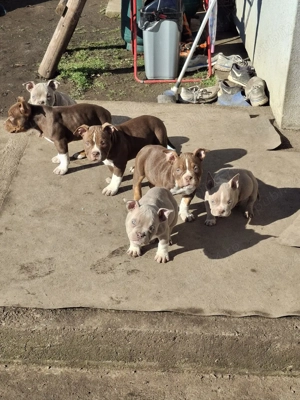 catei american bulli poket cu aplicatia abkc detali in privat - imagine 3