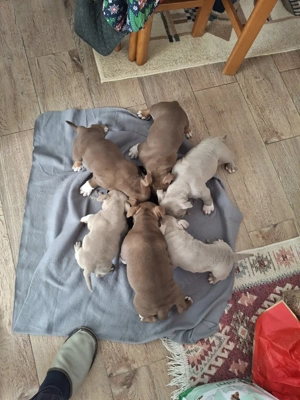 catei american bulli poket cu aplicatia abkc detali in privat - imagine 2