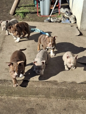 catei american bulli poket cu aplicatia abkc detali in privat - imagine 5