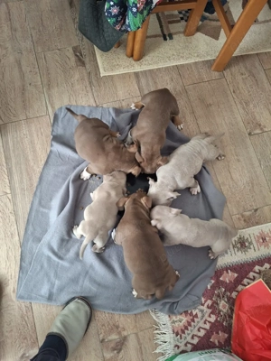 catei american bulli poket cu aplicatia abkc detali in privat