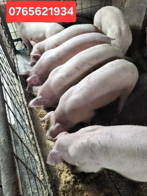 Porci de carne 35-50KG si 120-160KG! - imagine 2