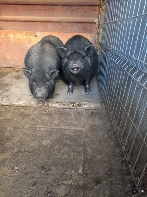 Porci vietnamezi maturi