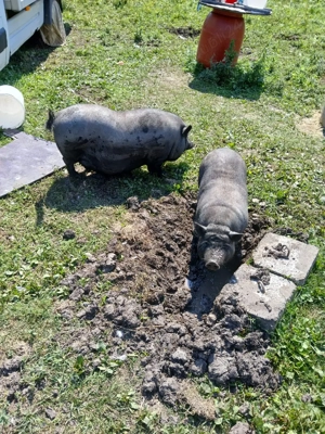 Porci vietnamezi maturi - imagine 2