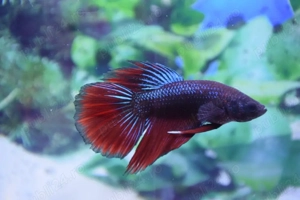 Masculi Betta pesti acvariu superbi