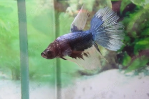 Masculi Betta pesti acvariu superbi - imagine 3