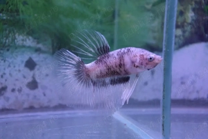 Masculi Betta pesti acvariu superbi