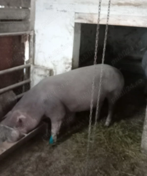 Porci, purcei  - imagine 4