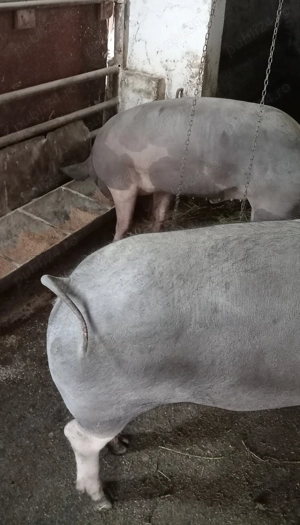 Porci, purcei  - imagine 2