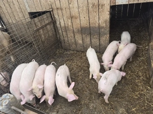 Porci de vanzare  - imagine 2