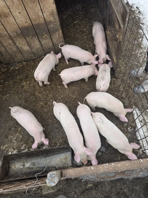 Porci de vanzare  - imagine 4